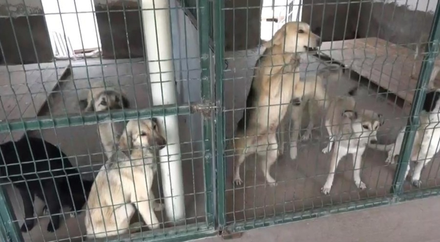 Yaklaşık 4 milyon sahipsiz köpek var, alacak barınak yok