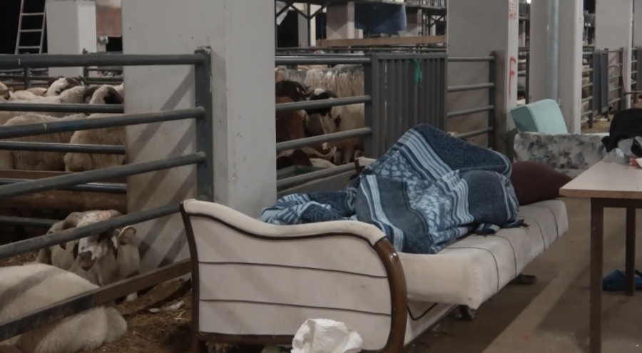 Bursa'da koyunlarla 'koyun koyuna' nöbet