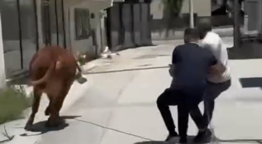 Bursa'da dana ipi kopardı, şehirde mini maraton başladı