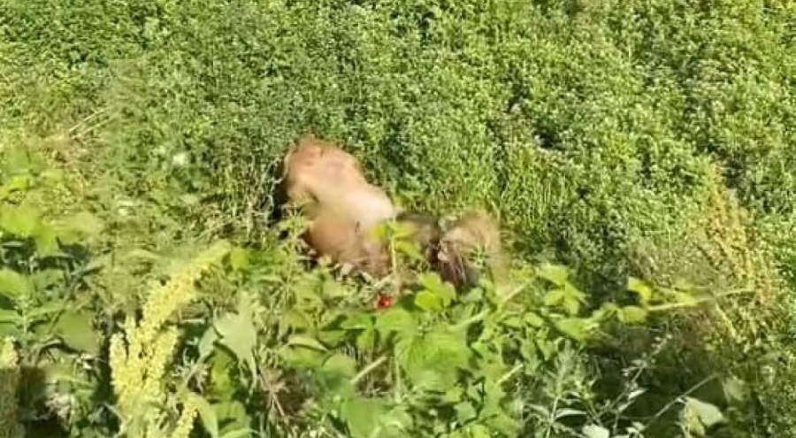 Kurbanlıklar kaçtı, vatandaşlar yakalamaya çalıştı