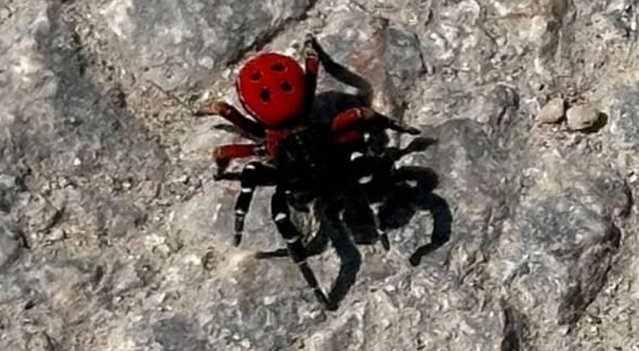 Uğur böceği görünümlü böcek, sandığınız kadar masum değil
