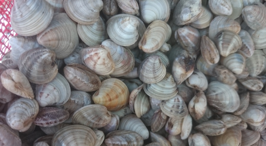 Deniz hıyarı ve beyaz kum midyesi üretimi arttı