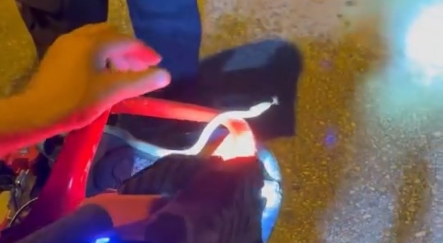 Motosikletin içine giren yılanı tek hamlede çıkardı