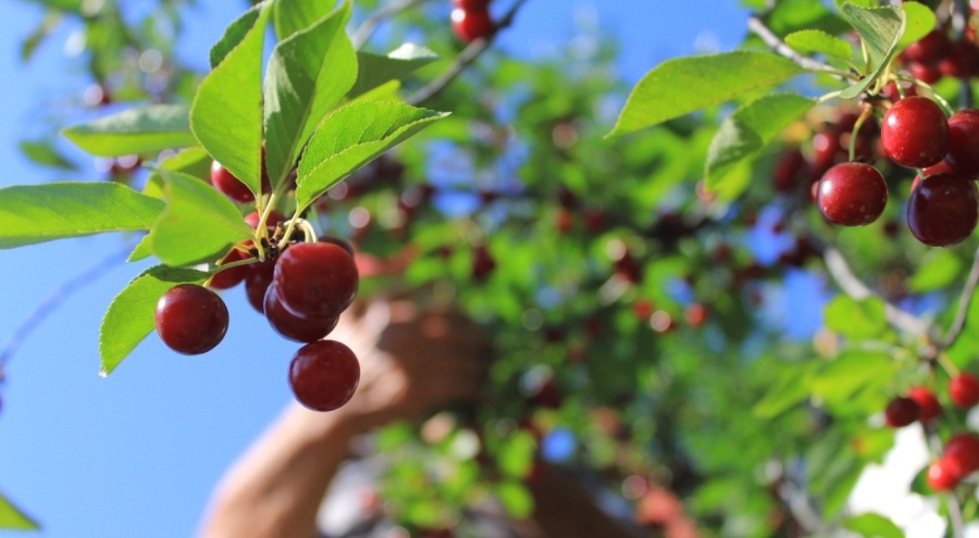 Meyvedeki düşüş tarım işçilerini de kara kara düşündürüyor