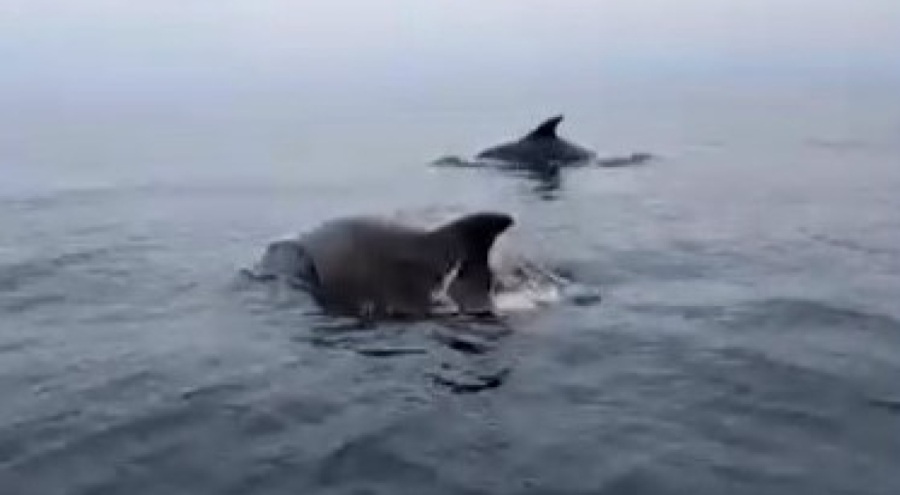 Mudanya sahilinde yunuslarla unutulmaz karşılaşma