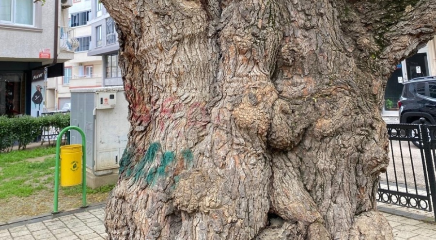 Asırlık Ağacın Yaraları Sarıldı