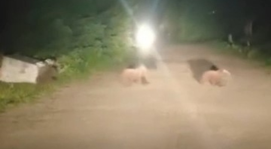 Uludağ'da ayı ailesinin yoldan geçişi görüntülendi