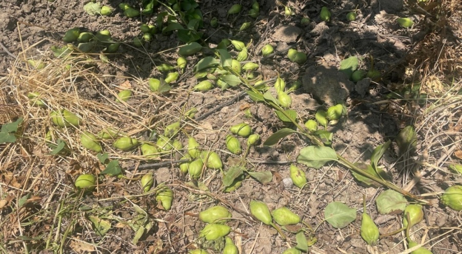 Bursa'da Tonlarca armut ve şeftaliyi koparıp yere atıyorlar