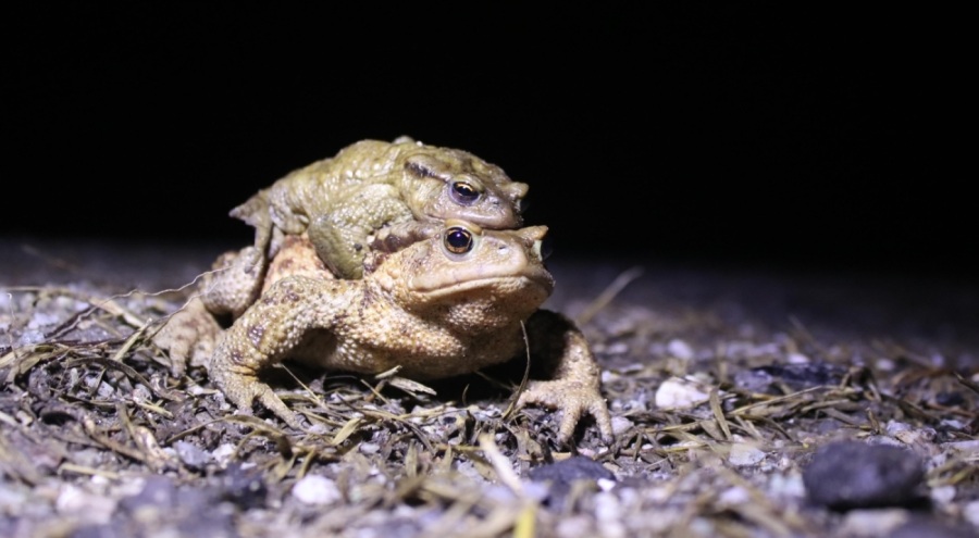 Bacağı 43 dolar kendisi 15 dolar