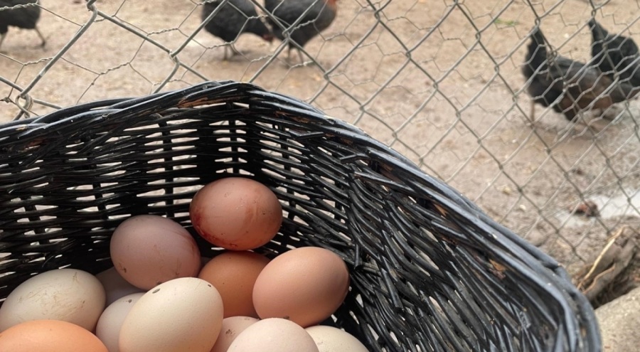 Yumurta üretimi 6 ayda 330 milyon adet azaldı