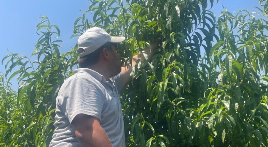 Bursa şeftalisi sezona dalında 50 lirayla başladı