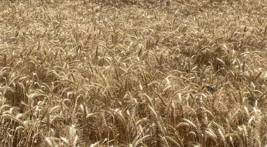 Makarnalık buğdayın tonu 2 bin 760 lira arttı