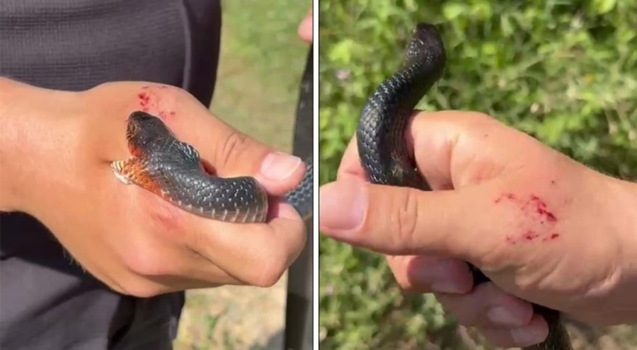 "Zararsız, öldürmeyin" dediği 1 buçuk metrelik yılan bir anda elini ısırdı