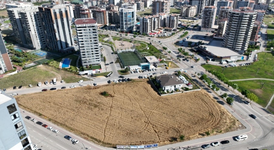 Bursa'da lüks gökdelenlerin ortasında buğday hasadı