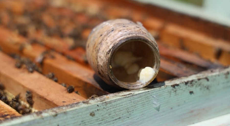 Kraliçe arının ömrünü uzatan şifa kaynağı, kilosu 45 bin liradan alıcı buluyor