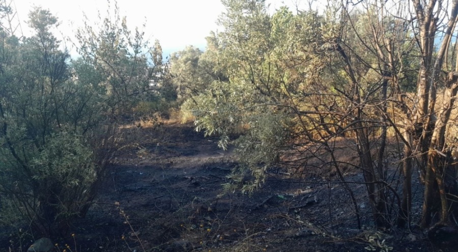 Bursa'da karga yangına neden oldu