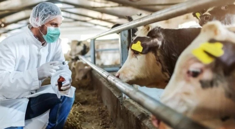 Tarım ve Orman Bakanlığı'ndan şap açıklaması!