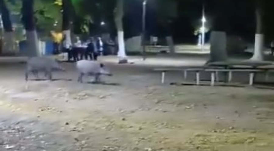 Aç kalan domuzlar, piknik alanında görüntülendi