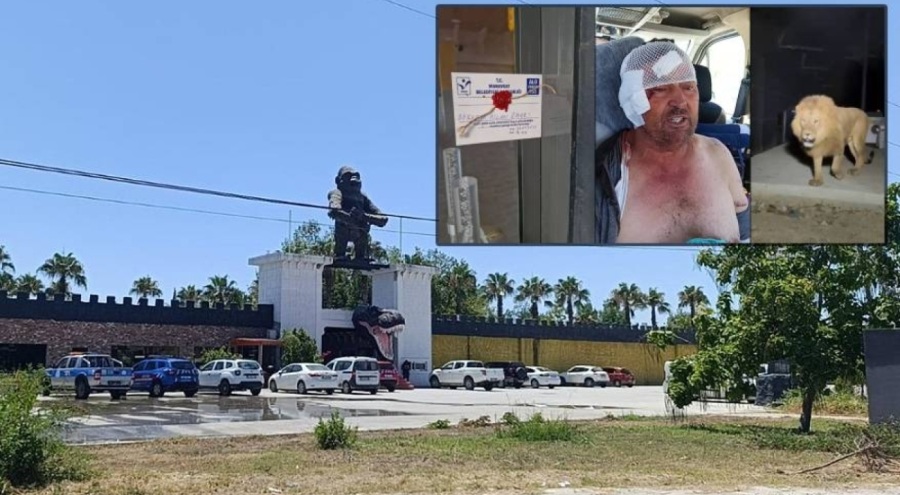 Aslanın kaçtığı hayvanat bahçesi yapılacak denetime kadar mühürlendi