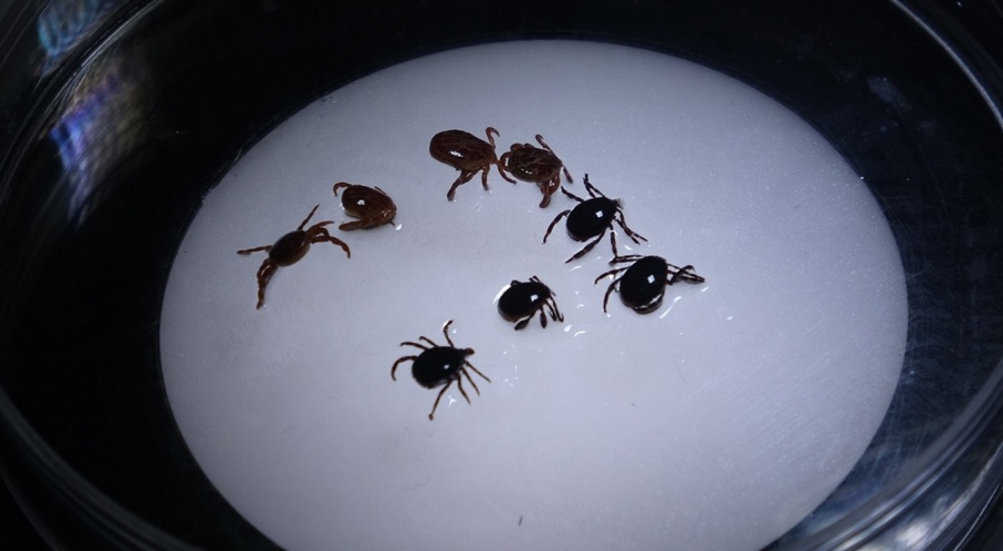 Keneyi vücuttan çıkartırken dikkat