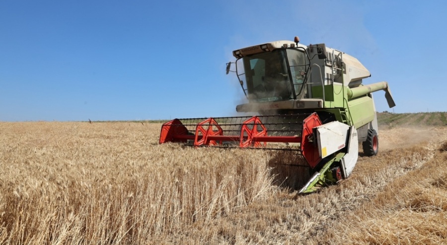 Nilüfer'de buğday hasadı başladı