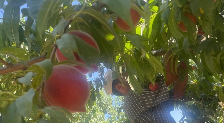 Bursa şeftalisinde hasat başladı çiftçi fiyattan memnun