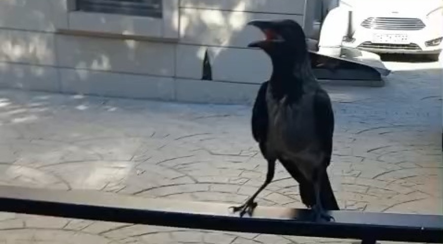 Yaralı kargayı Bursalı esnaf kurtardı