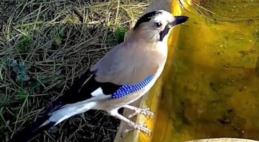 Ormanların renkli sesi alakarga Uludağ'da görüntülendi