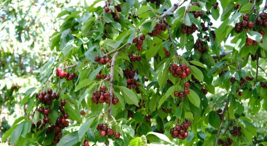 Kirazı zirai don vurdu, rekolte düştü