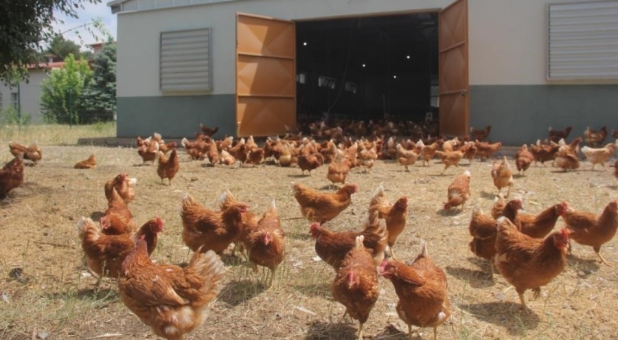 Tavuk eti üretimi Mayıs ayında yüzde 1,8 arttı