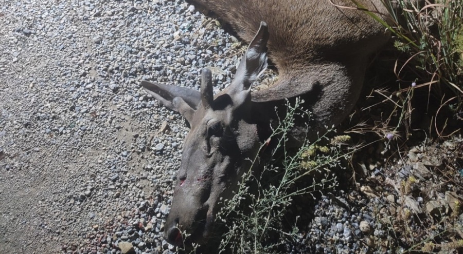 Ormandan çıkan geyik, telef oldu