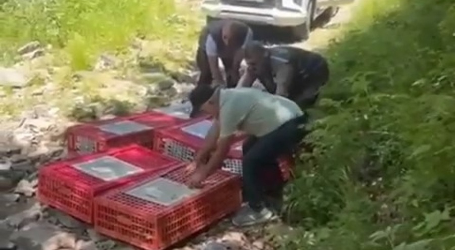 Kene ile mücadele timleri doğaya salındı