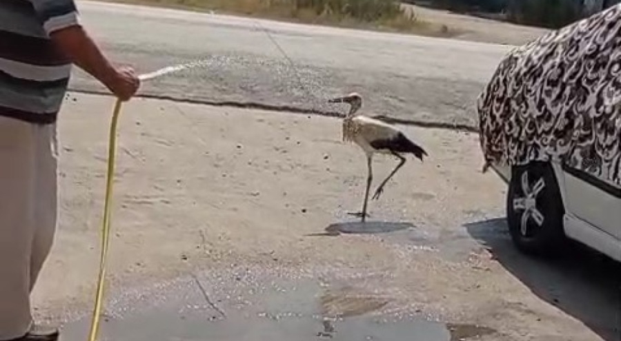 Sıcaktan bunalan leyleği hortumla serinletti