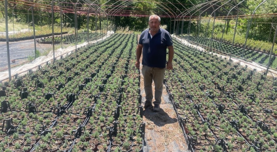 Uludağ etekleri lavanta kokacak