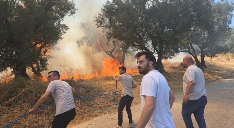 Bursa'da 20 zeytin ağacı yandı: 2 çocuk gözaltında