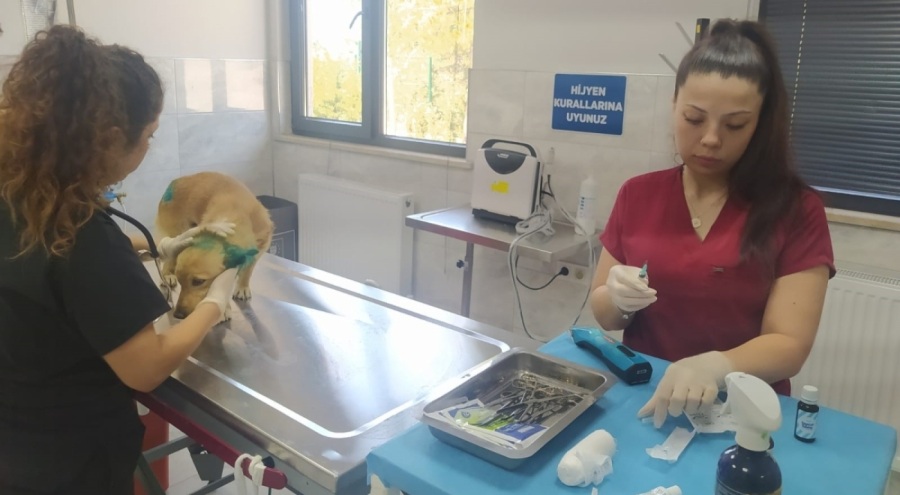 Orman yangınlarından etkilenen hayvanlara belediye şefkati