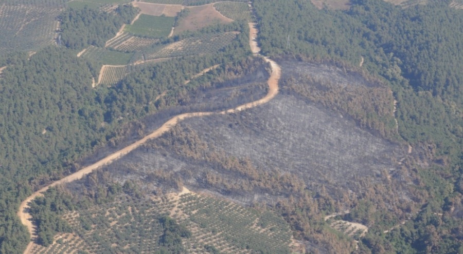 Bursa'da yanan alanlar hızla yeşillendirilecek