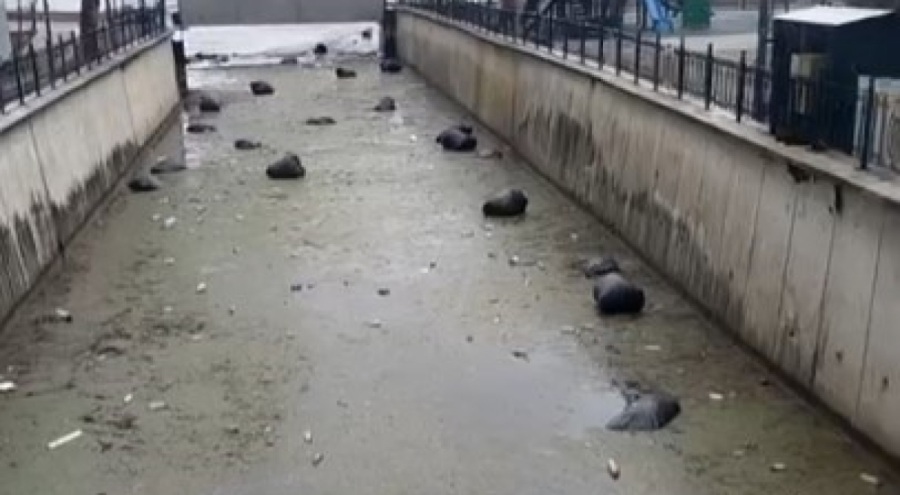 Gemlik körfezi çöplüğe döndü