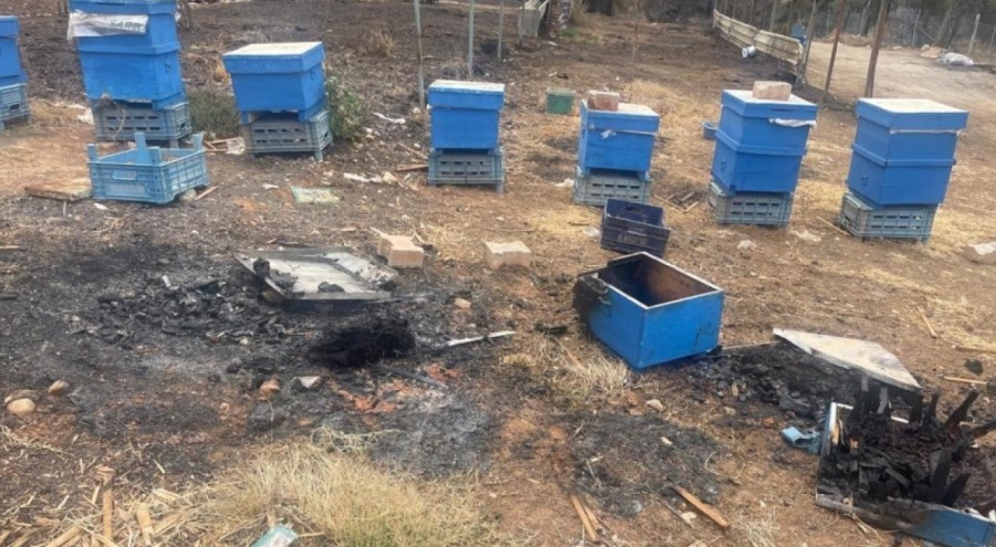 Bursa'da milyonlarca arı orman yangınında kül oldu