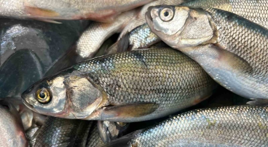 İnci kefali tezgahlardaki yerini aldı