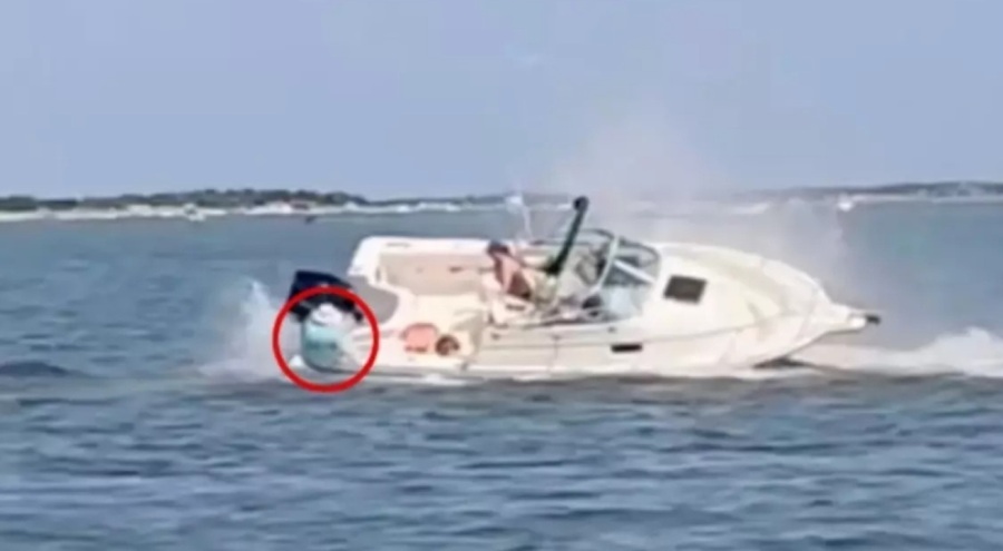 Tekneye çarpan balina feci şekilde can verdi