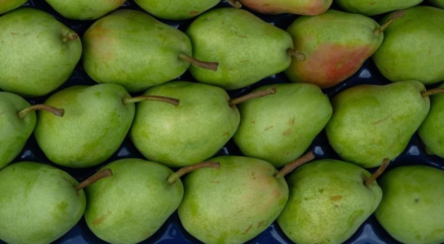 Bursalı çiftçilerin İtalyanlardan öğrendiği 'Santa Maria' armudunu Avrupa Bursa'dan yiyor