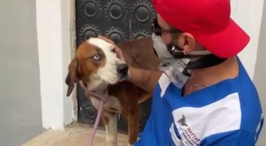 Bursa'da yangından kurtarılan 'Bıdık' Emekli Hayvanlar Çiftliği'ne sığındı