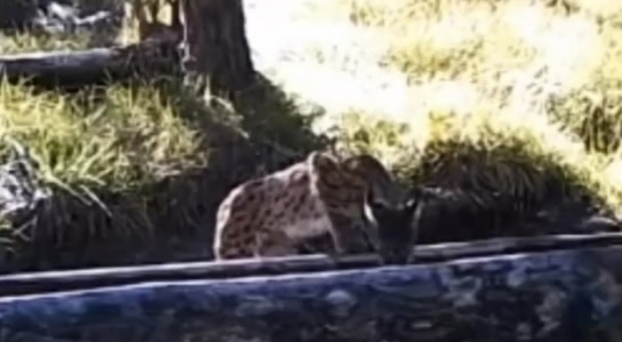 Sıcaktan bunalan vaşak yalakta serinledi