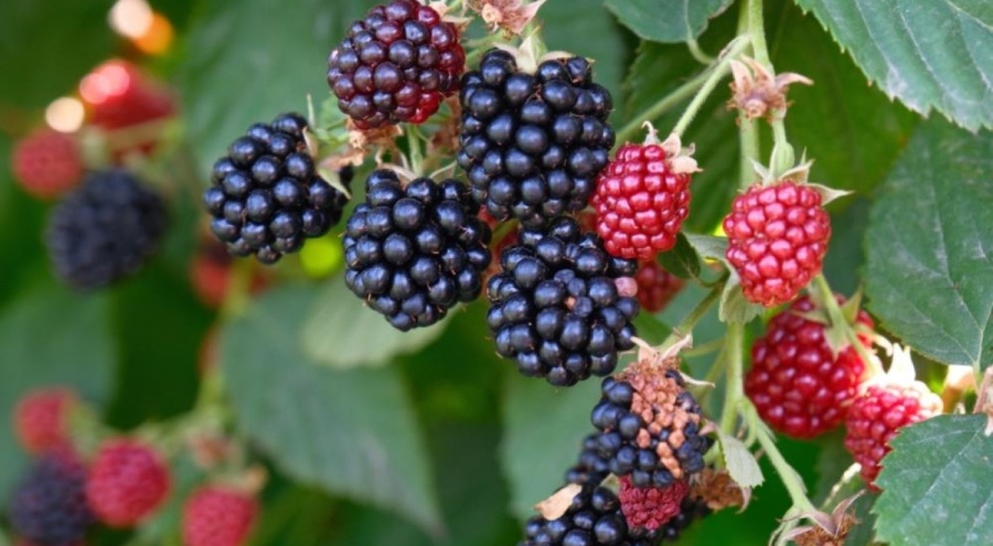 Böğürtlenin merkez üssü Bursa'da hasat zamanı! Tam bir şifa kaynağı...