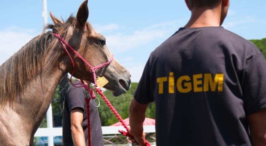 TİGEM tay satışı ve koşulardan bu yıl 500 milyon lira gelir bekliyor
