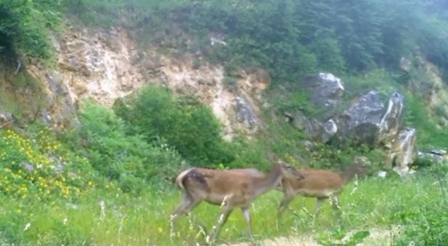 Kızıl geyikler Bursa'da fotokapan görüntüledi