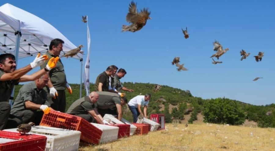 Kenelere karşı amansız mücadele! 1 milyon keklik doğaya salındı