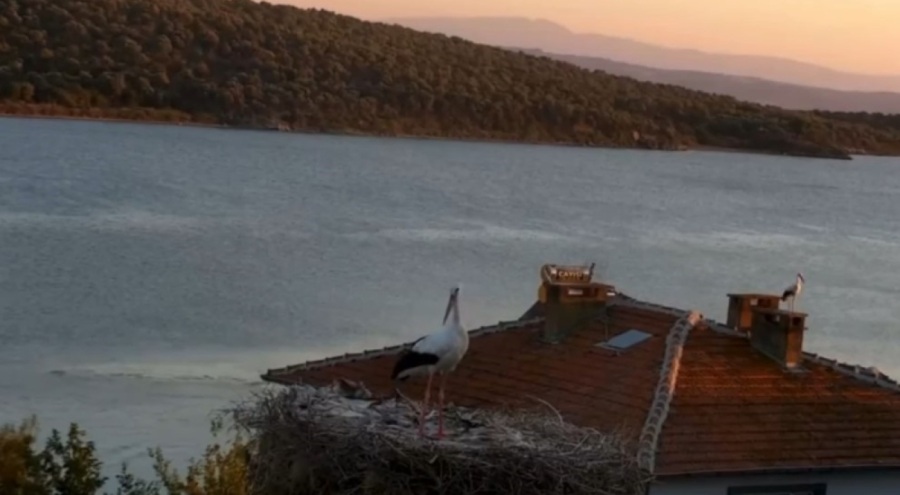 Yaren Leylek depremi önceden hissetti