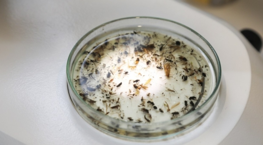 BTÜ, Bursa'nın o ilçesinin nadir böcek türlerini kayıt altına alacak